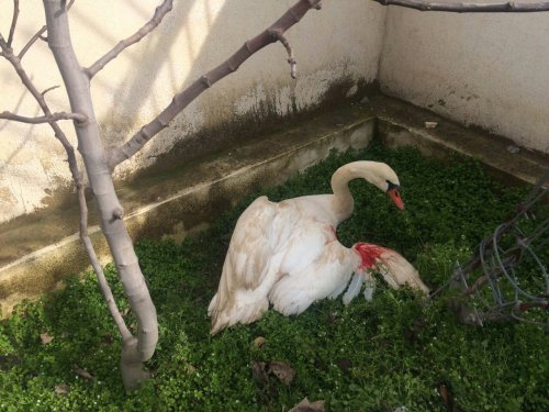 مرزنشین گلستانی قوی مصدوم را تحویل محیط زیست داد
