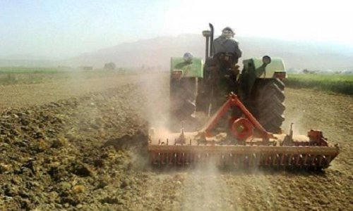  کشت گندم در دشتی آغاز شد
