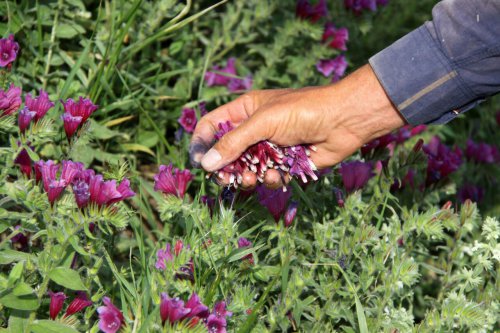 نقش پررنگ دلالان در بازار گیاهان دارویی/ جای کشت و صنعت خالی است