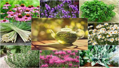 نقش پررنگ دلالان در بازار گیاهان دارویی/ جای کشت و صنعت خالی است