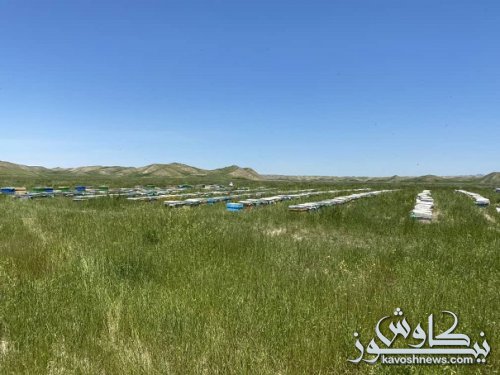 پرورش زنبور عسل در گنبد گامی به سوی جهش تولید