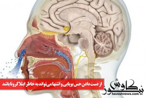 راههای درمان اختلالات بویایی در بیماران کرونایی