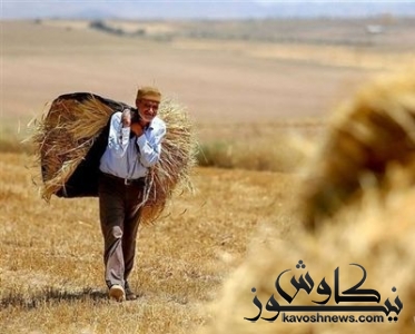 گلایه گندمکاران از نرخ‌گذاری عجولانه/ درخواست قیمت‌گذاری مجدد